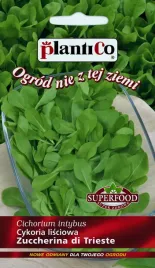 salata-cykoria-lisciowa-zuccherina-di-trieste-nasiona-02-g-plenna-plantico