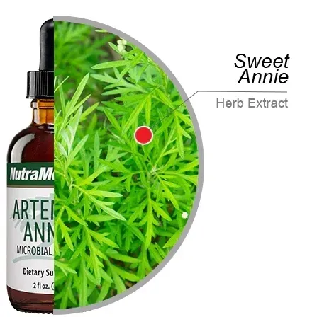 artemisia-annua-nutramedix-60ml-stan-nowy