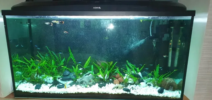 thassos-grys-kamien-snieznobialy-brokat-dekoracyjny-ogrodowy-16-32mm-20kg-kod-producenta-8-16-rodzaj-zwir-ogrodowy