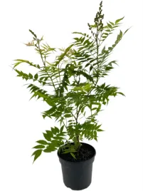 tawlina-jarzebolistna-sem-3l