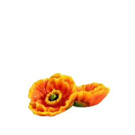 zestaw-swiec-meadow-flowers-pomaranczowy-kwiat-2-szt-homla