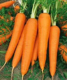 marchew-flakkese-2-flacoro-pozna-na-zbior-jesienny-pyszna-marchewka-nasiona