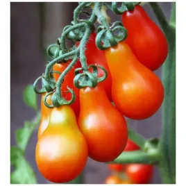 pomidor-red-pear-typ-cherry-gruszkowaty-ksztalt-slodki-soczysty-koktajlowy