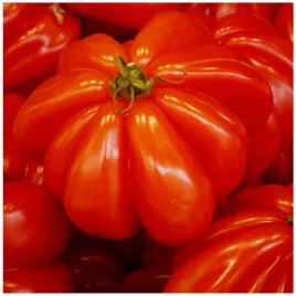 pomidor-marmande-wysoki-miesisty-miazsz-masa-do-170g-idealny-na-kanapki-1g