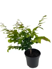 parocja-perska-vanessa-3l