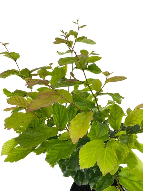 parocja-perska-vanessa-3l-waga-z-opakowaniem-15-kg