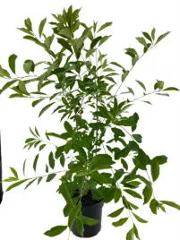 obiela-gronista-blushing-pearl-3l