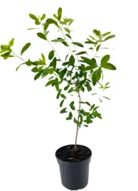 obiela-gronista-niagara-3l