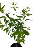 obiela-gronista-niagara-3l-waga-z-opakowaniem-15-kg