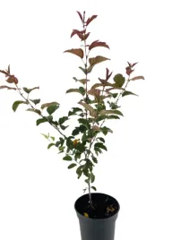 jablon-japonska-scarlett-3l