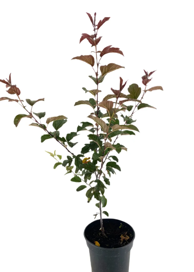 jablon-japonska-scarlett-3l-rodzaj-rosliny-inny