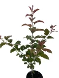 jablon-japonska-scarlett-3l-rodzaj-rosliny-inny