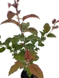 jablon-japonska-scarlett-3l-waga-z-opakowaniem-15-kg