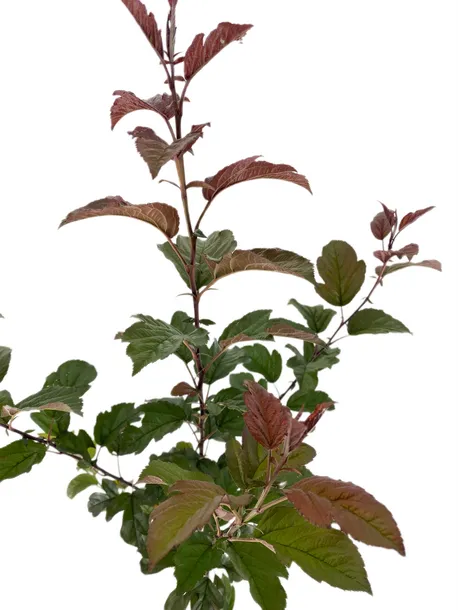 jablon-japonska-scarlett-3l-styl-ogrod-nowoczesny-ogrod-srodziemnomorski-ogrod-wiejski