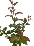 jablon-japonska-scarlett-3l-styl-ogrod-nowoczesny-ogrod-srodziemnomorski-ogrod-wiejski