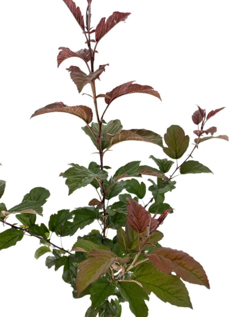 jablon-japonska-scarlett-3l