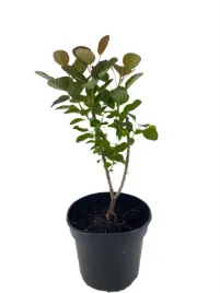 perukowiec-podolski-flamissio-3l