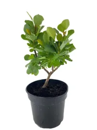 perukowiec-podolski-smokey-joe-3l