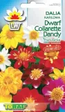 dalia-karlowa-dwarf-collarette-dandy