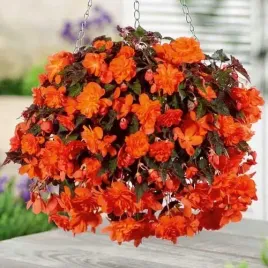 begonia-zwisajaca-pomaranczowa-bulwiasta-1szt