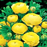ranunculus-jaskier-zolty-5-szt-jakosc