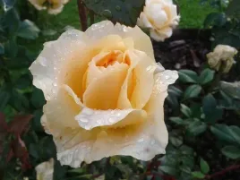 roza-wielkokwiatowa-kremowa-pachnaca-pieknosc-sdzonka-roze