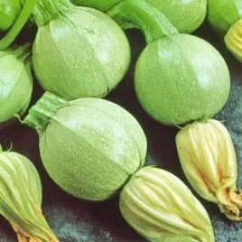 dynia-cukinia-tondo-chiaro-di-nizza-2g