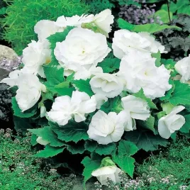 begonia-multiflora-maxima-biala-1-szt