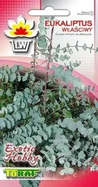 eukaliptus-wlasciwy-oryginalne-niebieskie-liscie