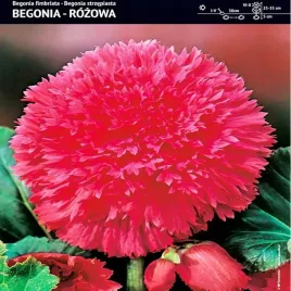 begonia-strzepiasta-fimbriata-rozowa-1-szt-bulwa-klacze-cebule-kwiatowe