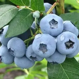 borowka-amerykanska-bluegold-sr-pozna-sadzonka-xxl