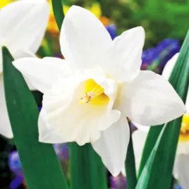 narcyz-trabkowy-mount-hood-14-16-1-szt-jakosc