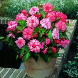 begonia-podwojna-bouton-de-rose-1szt-002