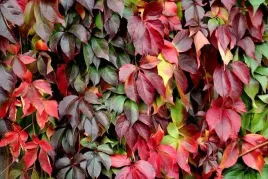 winobluszcz-pieciolistkowy-murorum-2-litry-pnacz