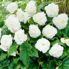 begonia-wielokwiatowa-biala-1-szt-002