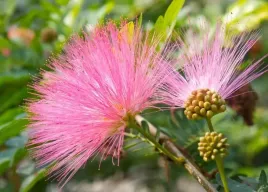 ruszajaca-mimoza-wstydliwa-chowa-liscie-po-dotyku