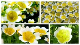 limnantes-pachnace-cudenko-miododajna-200-sztuk