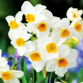 narcyz-pachnacy-bialy-zonkil-botaniczny-geranium-5szt-cebulki