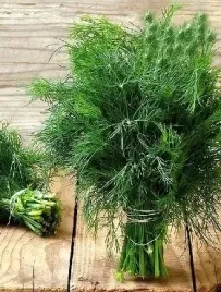 koper-ogrodowy-srednio-wczesny-ambrozja-5g-plenny-do-mrozenia-i-spozycia