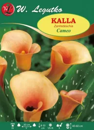 calla-kalla-kalia-mango-pomaranczowa-bulwa-klacze-zdrowa-cebula-1-sztuka