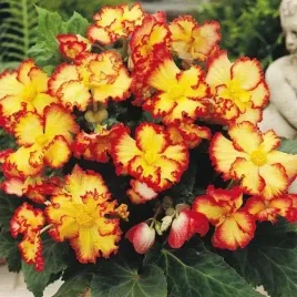 begonia-dwukolorowa-crispa-marginata-1-szt-005