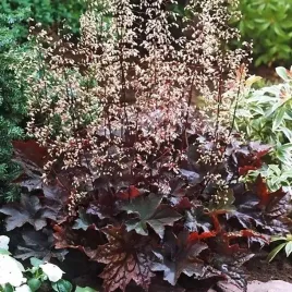 heuchera-zurawka-palace-purple-sadzonki-w-postaci-bulwy-klacza