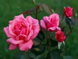 roza-premium-wielkokwiatowa-rozowa-pacnaca-mrozoodporna-sadzonka