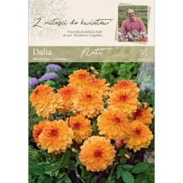 dalia-dalie-niska-dekoracyjna-nati-1-szt-018