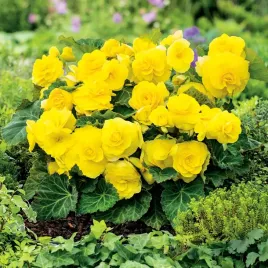 begonia-niska-non-stop-zolta-1szt-bulwa-klacze-cebule-kwiatowe