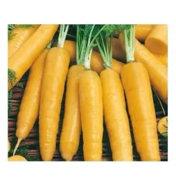 marchew-zolta-lobbericher-pastewna-100g-lobo