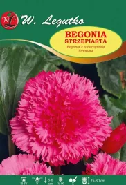 begonia-bulwiasta-strzepiasta-rozowa-1szt-bulwa-klacze-cebule-kwiatowe