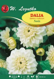 dalia-dekoracyjna-rabatowa-noris-biala-1szt-karpa-piekne-kwiaty