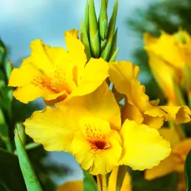 canna-paciorecznik-richard-wallace-zolta-1szt-w220