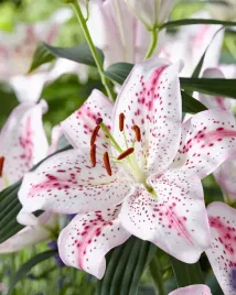 lilium-lilia-orientalna-solution-1szt-bulwa-klacze-bialo-fioletowa